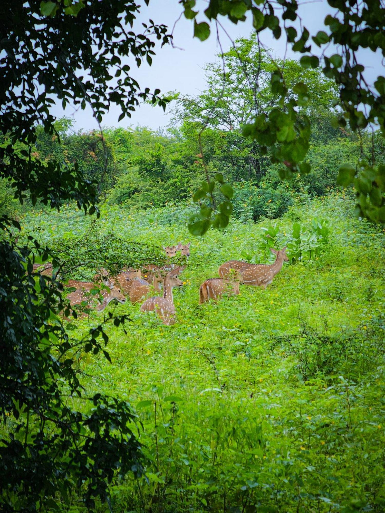 Bright Sun Safari Hotell Udawalawe Eksteriør bilde