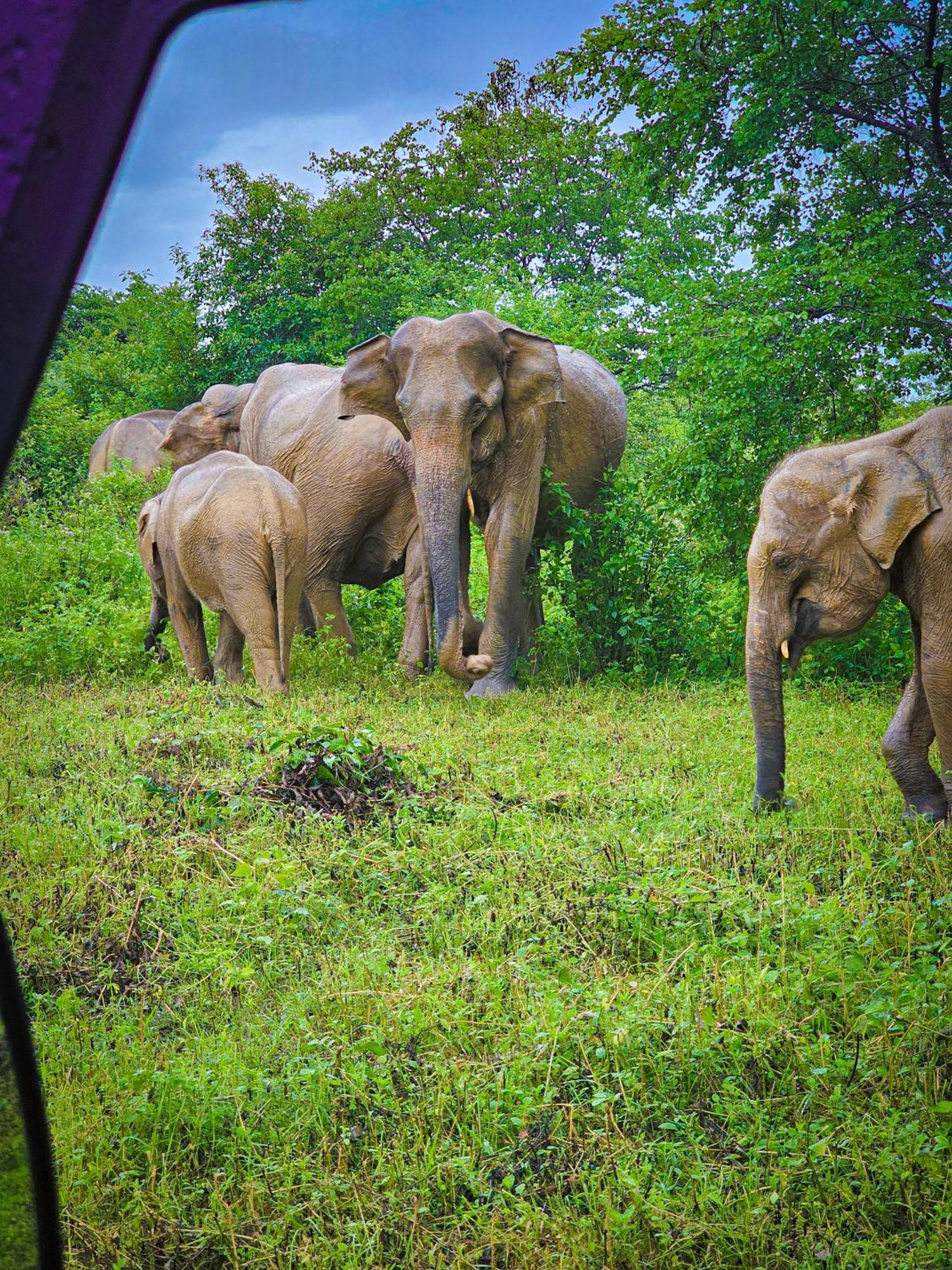 Bright Sun Safari Hotell Udawalawe Eksteriør bilde